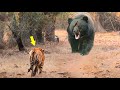 TOP 15 Aksi Bodoh Harimau & Hewan Lain Melawan Beruang Raksasa ~ Endingnya Mengejutkan!