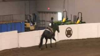 preview picture of video '4 Sale Top Working Hunter/Equi/Hack l6-2 gldg.'