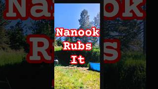 Nanook Rubs It by Frank Zappa