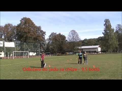 Obedience zkoušky - Destiny Hope Dajavera