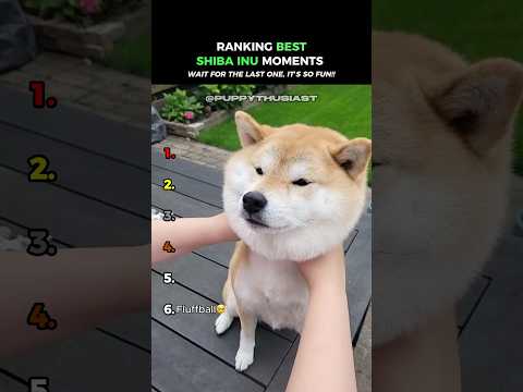 Shiba Inu's Make The World Better 😂