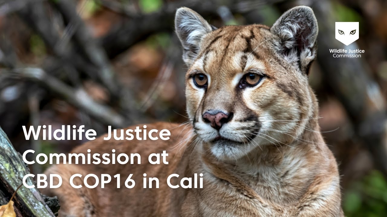 Wildlife Justice Commission at CBD COP16 in Cali