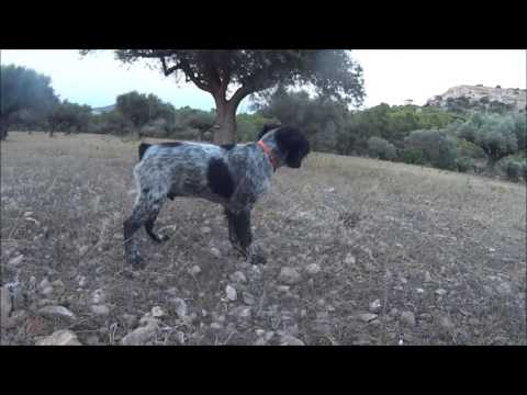 KIMBO & ALFA GRUPPO DI KAPPA - EPAGNEUL BRETON - The first contact with live prey