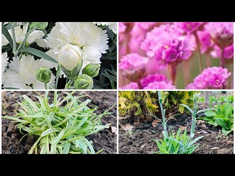 Spring Garden Part 2: Extending Garden Bed, Planting Perennials, Seeds & DIY Greenhouse - May 2021