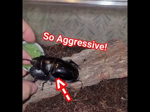 Aggressive AF Stag Beetle (Peter) charges to bite my finger #beetle #pets #stagbeetle #insect #bug