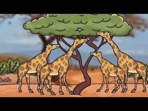 Die EVOLUTIONSTHEORIEN von LAMARCK und DARWIN erklärt! | Sendung mit dem Känguru