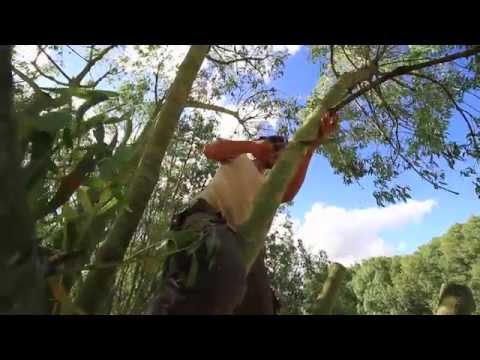 植物園のリスト - 定義