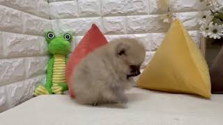 ポメラニアンの動画01