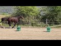 Superbe Hongre AES - Origines sport 