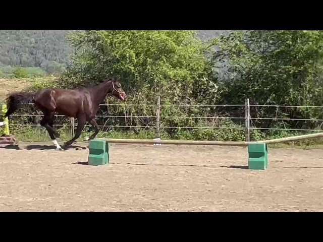 Superbe Hongre AES - Origines sport 