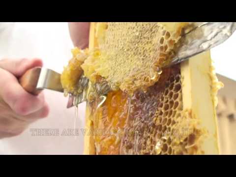 How To Extract Honey From A Bee Hive (Beginners Guide)