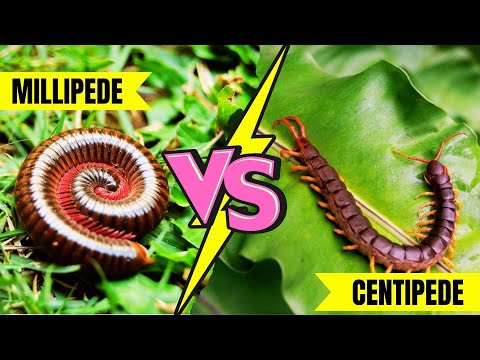 Centipede vs Millipede | What's the REAL Difference?