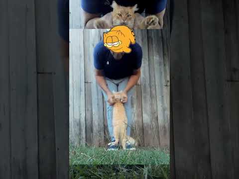 🇦🇷La Cruz, Corrientes, Argentina | 4-abril-2025 | #ar #atr #gato #cat #gatinho #mascota #reel #video