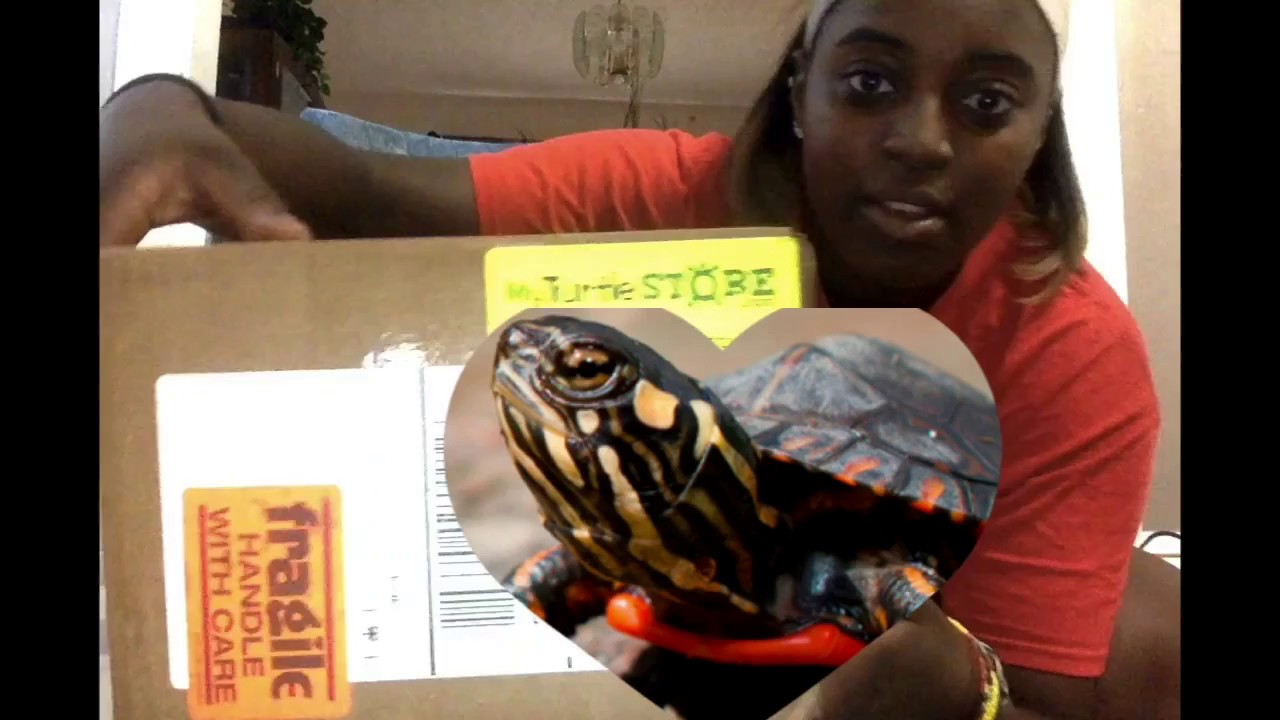 TURTLE UNBOXING | NEW ! from MY TURTLE STORE.COM