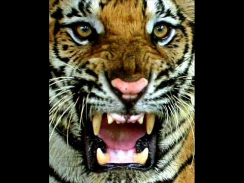 Tiger Force(Den)-2 tracks from demo 1985.wmv