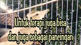 Download lagu UNTUK TERAPI DAN PANCINGAN KERAK BASI !!! mp3