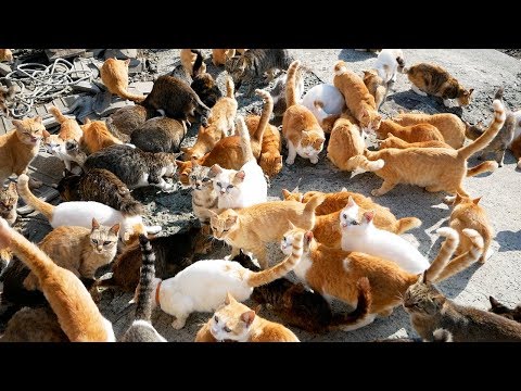 How One Woman Saved the Cats on Japan’s Cat Island