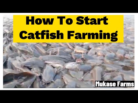 How To Start Catfish Farming/ A Lucrative Business And Rewarding Venture!!!