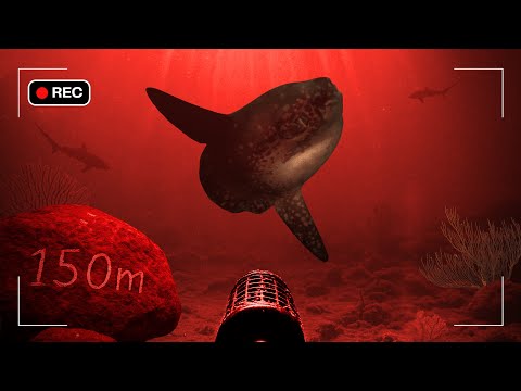 I Dropped a Night Vision Camera to the Bottom of the Bali Sea