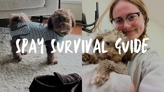 SPAY SURVIVAL GUIDE | What to expect & how to keep calm