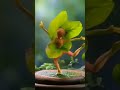 A leavely plant dancing on a pot. #plants #ai #ai_generated #motion #dance