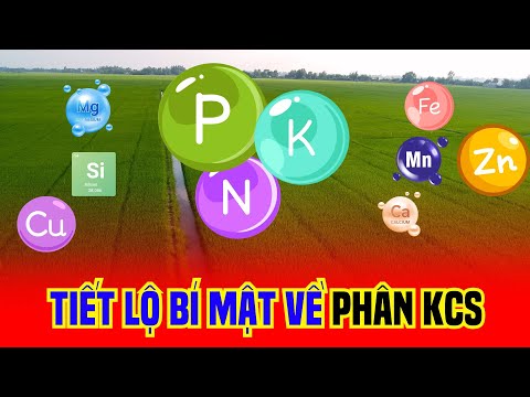     0:05 / 14:23   Bí quyết nhìn lúa bón phân ĐÓN ĐÒNG tốt nhất của "Lão nông" không phải ai cũng chia sẻ
