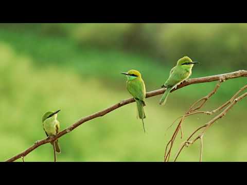 SONIDO DE PAJARITOS CANTANDO, CANTO DE LAS AVES , BIRDS SINGING ( 2 HORAS ) - HD