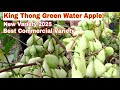 King Thong Green Water Apple New Variety 2025 Seedless Long Green And Huge Quantity Fruiting