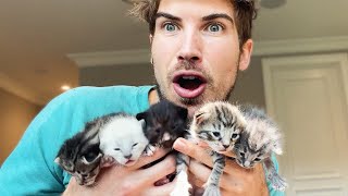 I'm Thinking About Keeping My Foster Kittens?