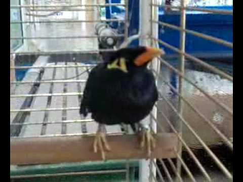 bardzo angielski gwarek ;)