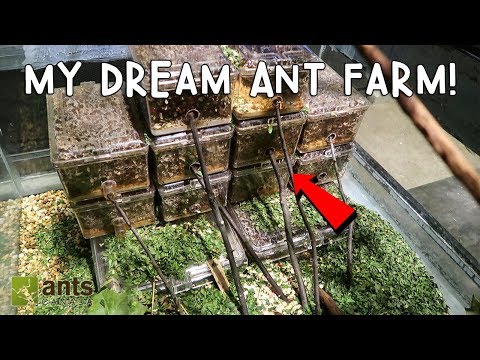 download lagu mp3 mp4 Leaf Cutter Ants For Sale, download lagu Leaf Cutter Ants For Sale gratis, unduh video klip Leaf Cutter Ants For Sale