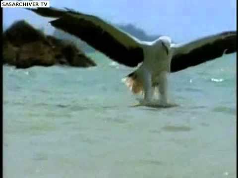 AQUILA DI MARE VS SERPENTE MARINO - SEA SERPENT VS EAGLE