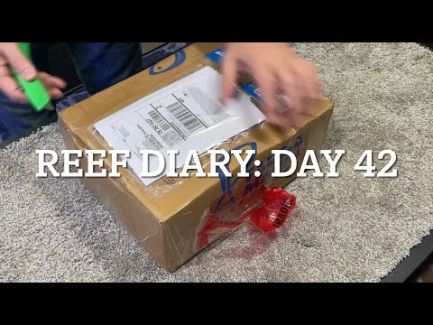 RD42: A gift from Fauna Marin