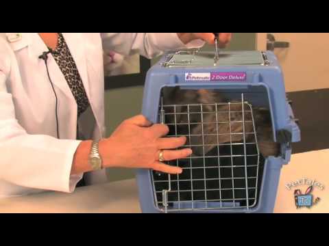 Tips for taking your cat to the veterinarian