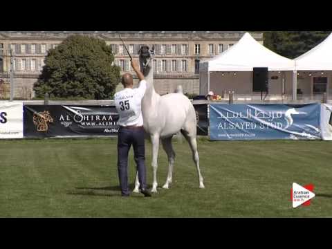 N.35 CAMELIA ALBIDAYER - Chantilly 2015 AWC - Mares 4 to 6 years old (Class 4)