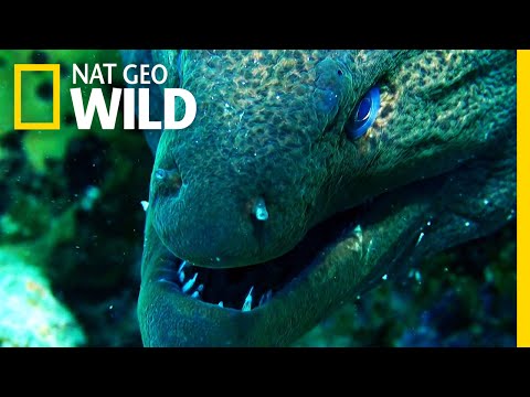 Moray Eel vs. Whitetip Reef Shark | Shark vs. Predator