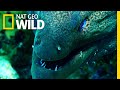 Moray Eel vs. Whitetip Reef Shark | Shark vs. Predator