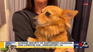 Arklatex Made: Shreveport Humane Society
