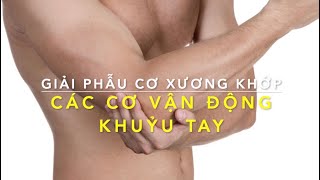 Các cơ vận động khuỷu tay