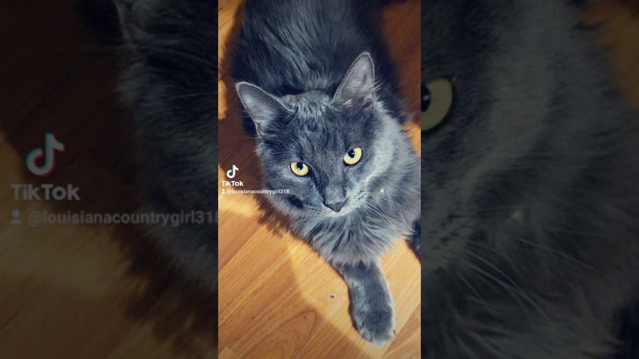 CHARTREUX #cats #catsofinstagram #catsoftiktok #catsofyoutube #catmom #catoftheday #chartreux