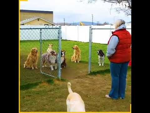 🔥Hillarious🔥 Dogs waits patiently for their attendance | Dog lovers