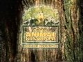 Animal Kingdom The First Adventure