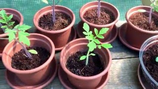 Wassermelonen, Honigmelonen, Tomaten usw... Hab mal wieder paar Fragen :D