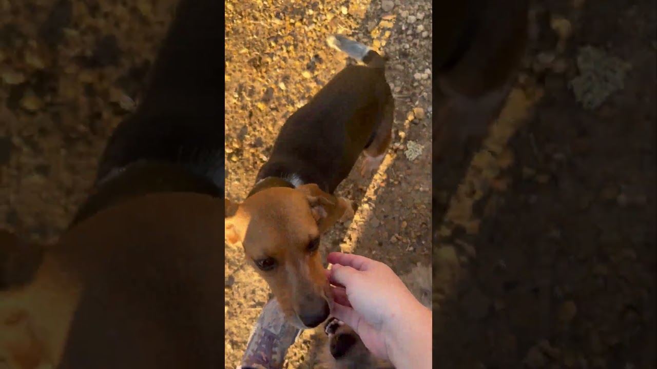 Enlarge Rosie, an adopted Beagle in Allentown, PA video 2/2