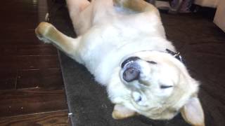 Charlie the Dog Snoring to Lullaby Music