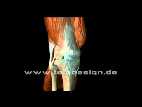 In welchem Alter Arthrose des Knies Dass, wenn der Unterleib und den unteren Rücken zieht verletzt