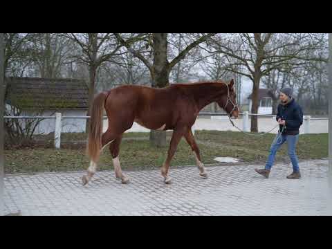 Booted Fox v. Benicio x Don Juan de Hus x Diamond 