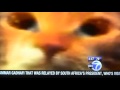 Mylo The Cat On ABC News
