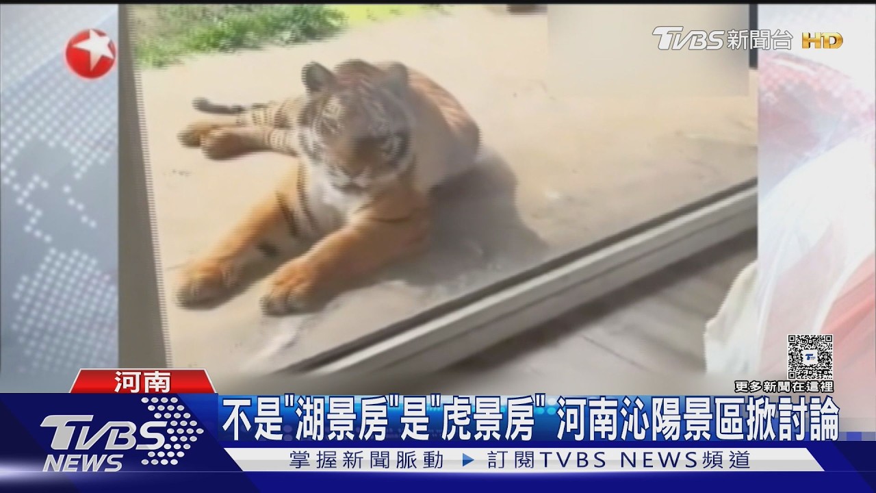 河南景區推「虎景房」！隔玻璃與老虎共眠　一晚僅800元有找