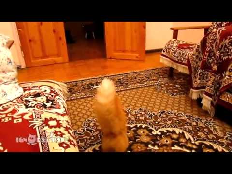 슈퍼마리캣